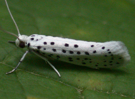 American Ermine